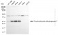 KD-Validated Anti-BDH2 Mouse Monoclonal Antibody